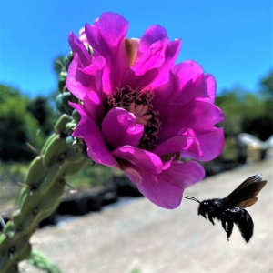 Photo of The Cactus King