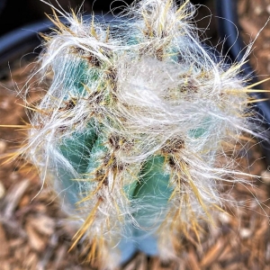 Photo of The Cactus King