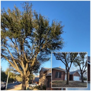 Photo of Tilo's Tree Trimming Services