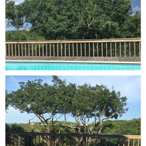Photo of Tilo's Tree Trimming Services