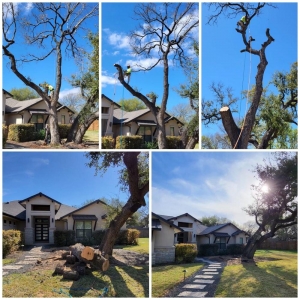 Photo of Tilo's Tree Trimming Services