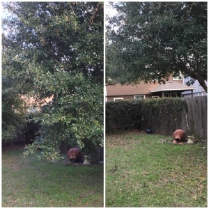 Photo of Tilo's Tree Trimming Services