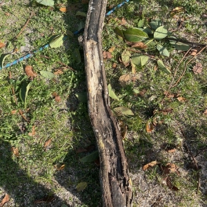 Photo of American Arbor Services