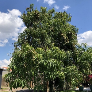Photo of American Arbor Services