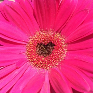 Photo of Aztec Flower Market
