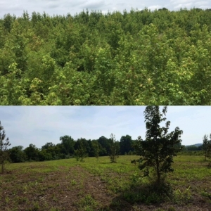Photo of Southern Land Solutions