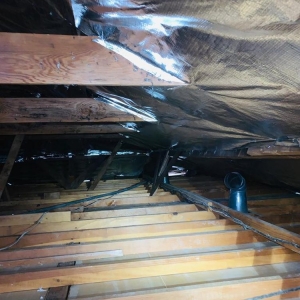 Photo of Attic Star