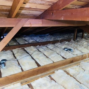 Photo of Attic Star