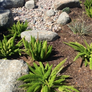 Photo of Allison Landscaping