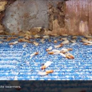 Photo of Pacific Coast Termite
