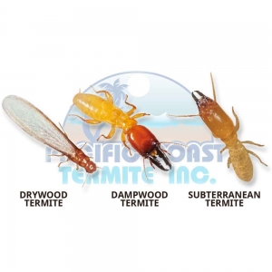 Photo of Pacific Coast Termite
