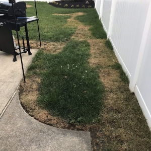 Photo of Emerald Magic Lawn Care
