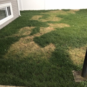 Photo of Emerald Magic Lawn Care