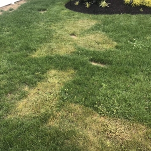 Photo of Emerald Magic Lawn Care
