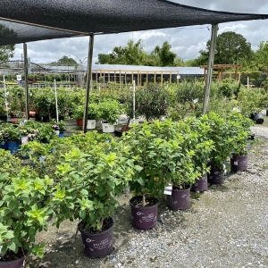 Photo of Banting's Nursery
