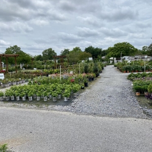 Photo of Banting's Nursery