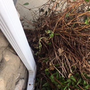 Photo of Terra Lawn Care Specialists
