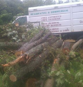 Photo of Cardinal Tree Service