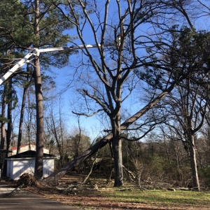 Photo of Addison Tree Care