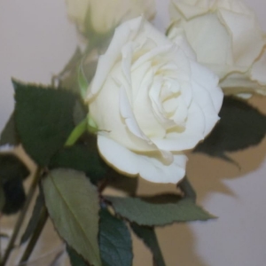 Owings Mills Blessed & Blissful Designs and Events