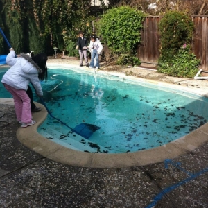 Photo of Richie Bobcat Pool Removal Service