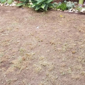 Photo of Jus Turf Synthetic Grass & Supplies