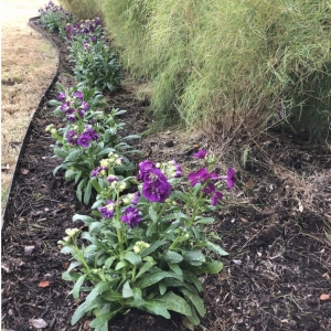 Photo of Austin Garden Pros