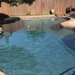 Photo of Bella Blue Pools