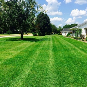 Photo of Daniel's Lawn Care