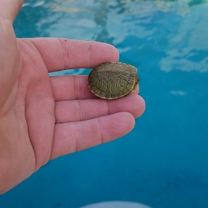 Photo of Pest and Pool Wranglers