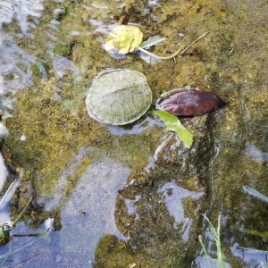 Photo of Pest and Pool Wranglers