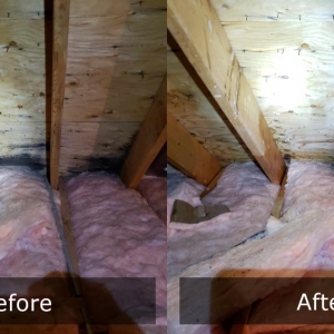 Photo of Pure Maintenance Mold Remediation - Daytona Beach
