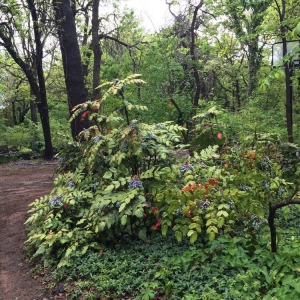 Photo of Cottage Supply & Plants