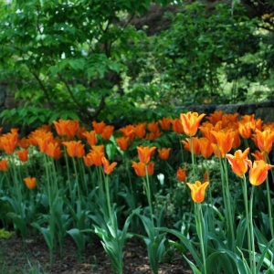 New Canaan Green Day Landscape