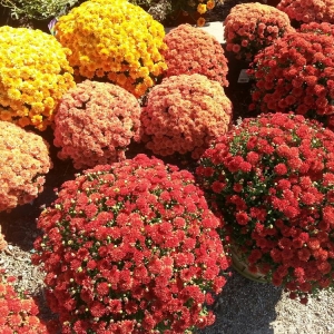 Photo of Jerry's Nursery & Landscaping