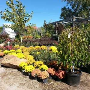 Photo of Jerry's Nursery & Landscaping