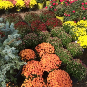 Photo of Jerry's Nursery & Landscaping