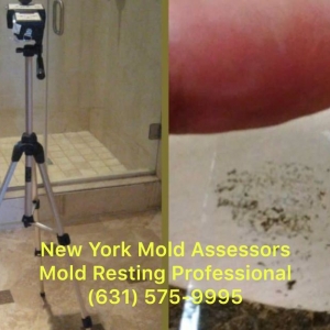Photo of New York Mold Assessors