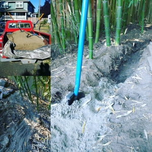 Photo of American Bamboo
