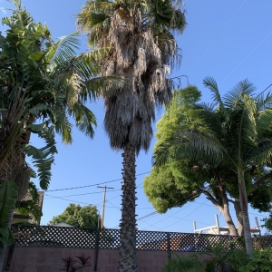 Photo of Jimmie's Tree Service