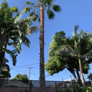 Photo of Jimmie's Tree Service