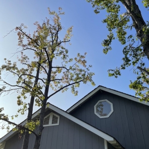 Photo of Jimmie's Tree Service
