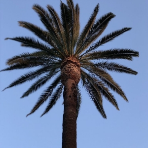 Photo of Jimmie's Tree Service