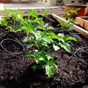 Photo of We Start Gardens