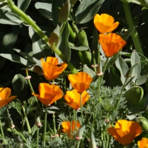 Photo of We Start Gardens