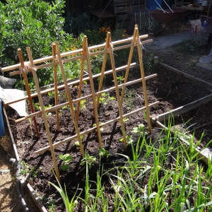 Photo of We Start Gardens