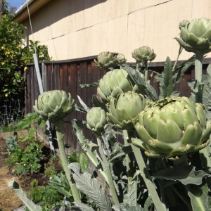 Photo of We Start Gardens