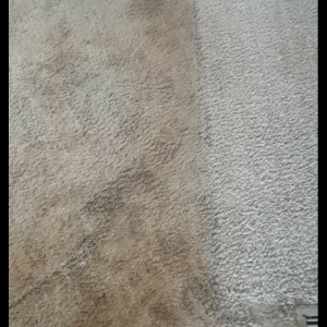 Photo of Carpet Cleaners Plus