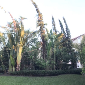Miami Cairo Landscaping & Tree Service