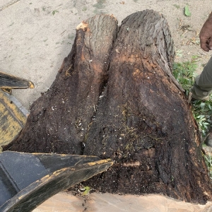 Photo of Pitts Lawn & Tree Service
